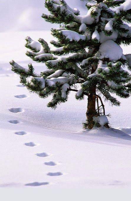 xmas snow