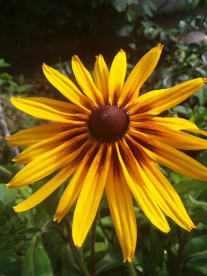 Yellow flower