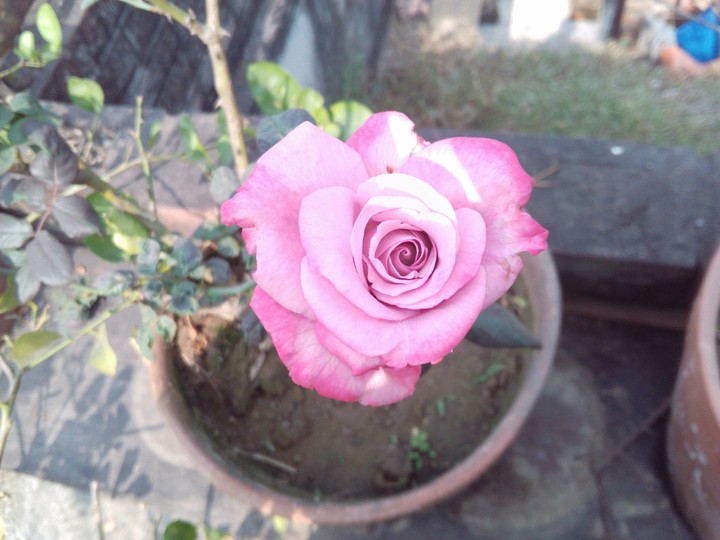 pink love