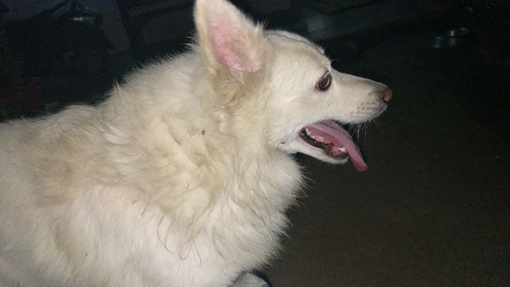 My boy Polar