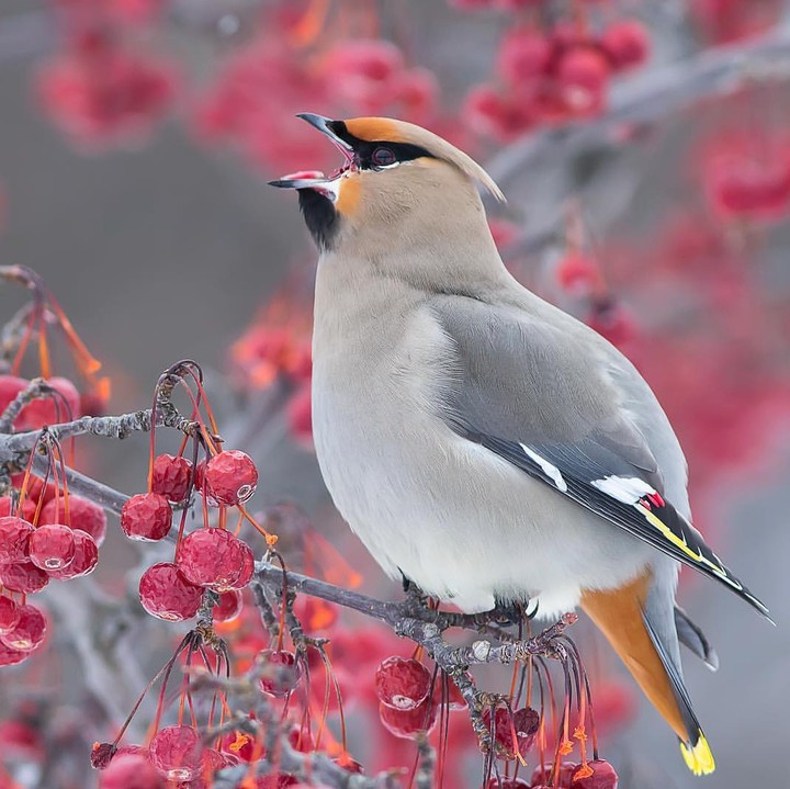 Bohemian Waxwing