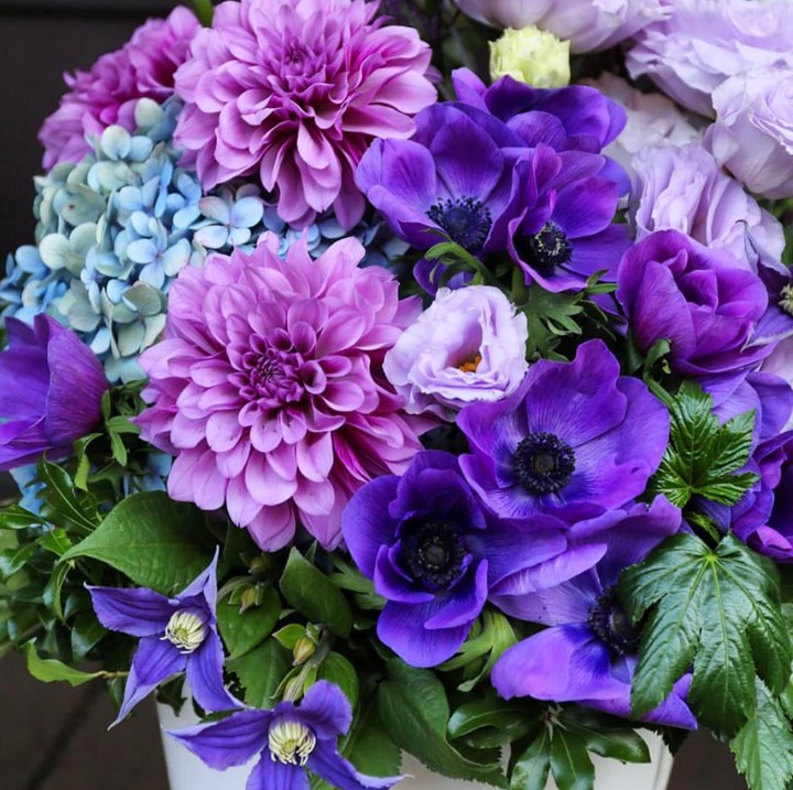 purple flowers