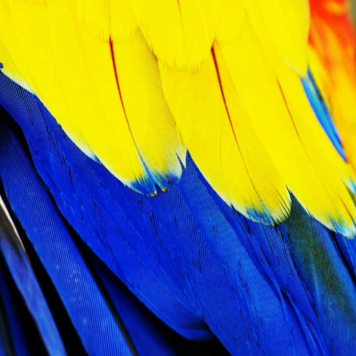 parrot is colour