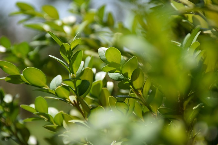 ?leaves?