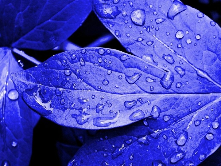 blue dew