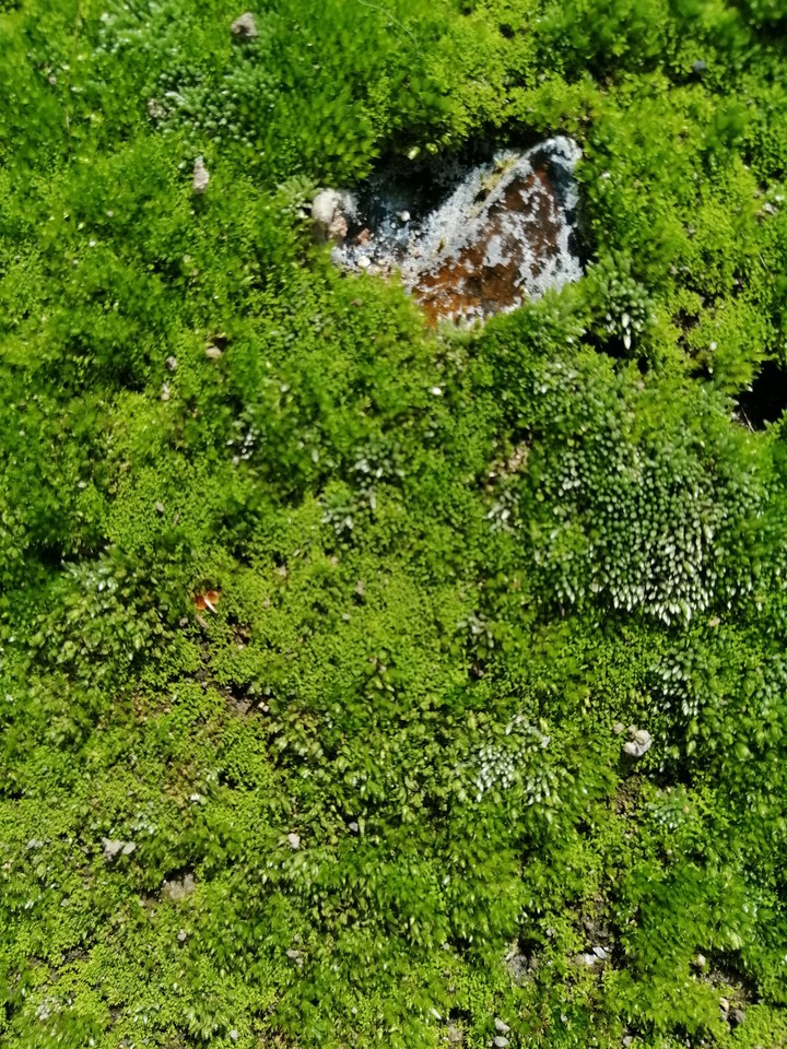 Moss