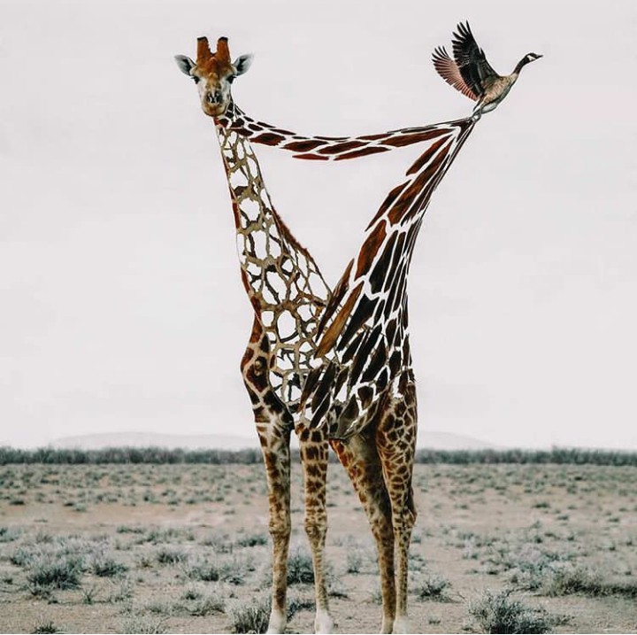 giraffe