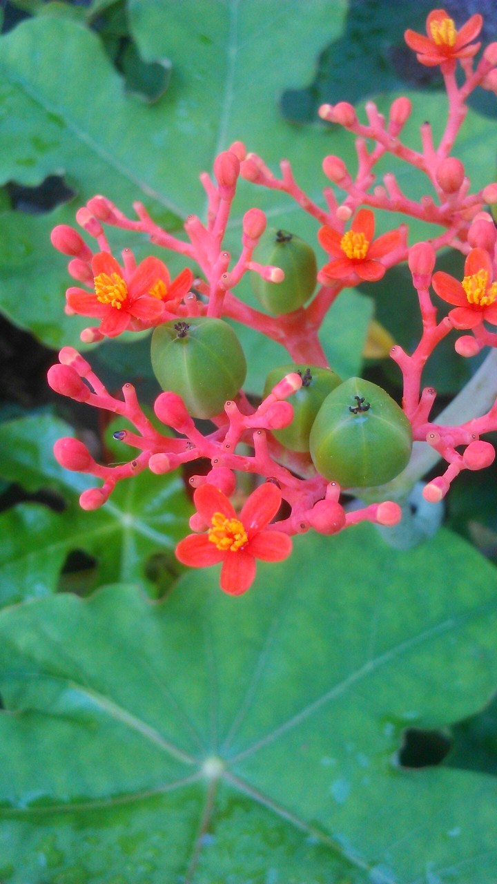 Flwrs