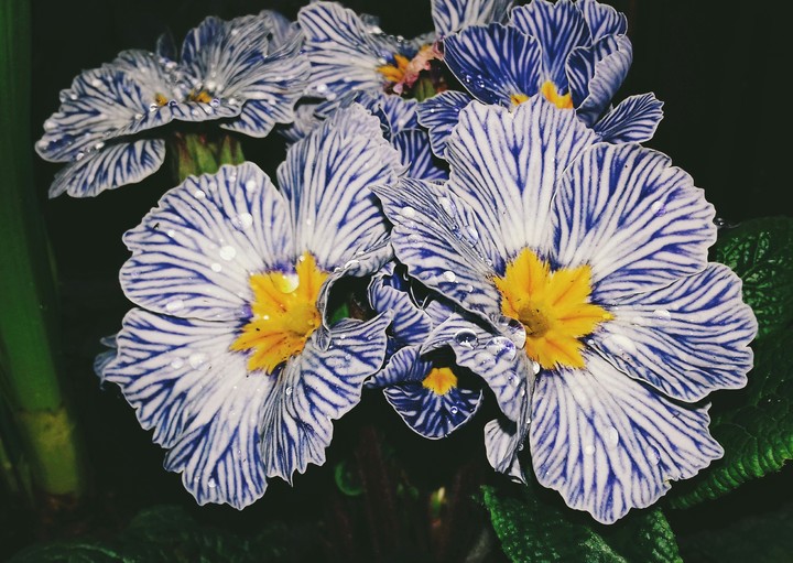 Tautropfen