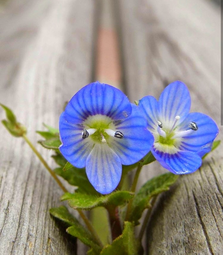 veronica