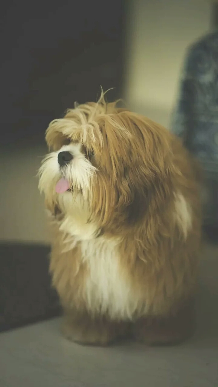 cute puppy