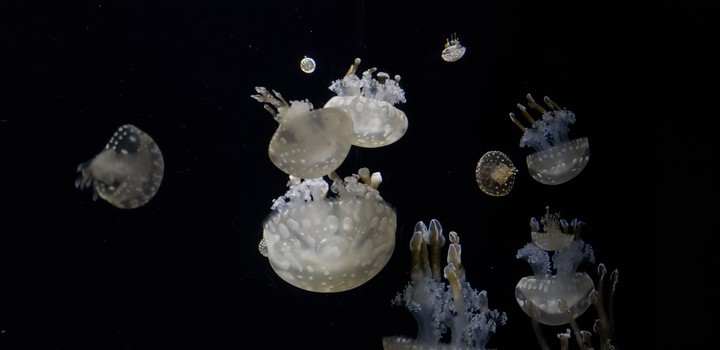 jellyfish