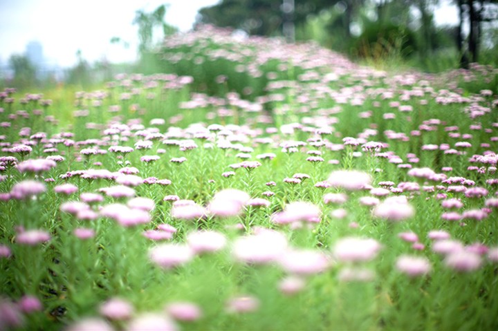 Pinwheel
