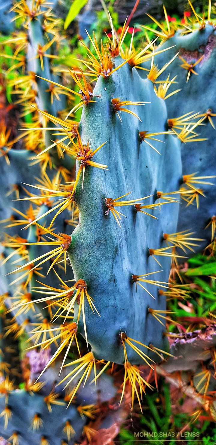 cactus