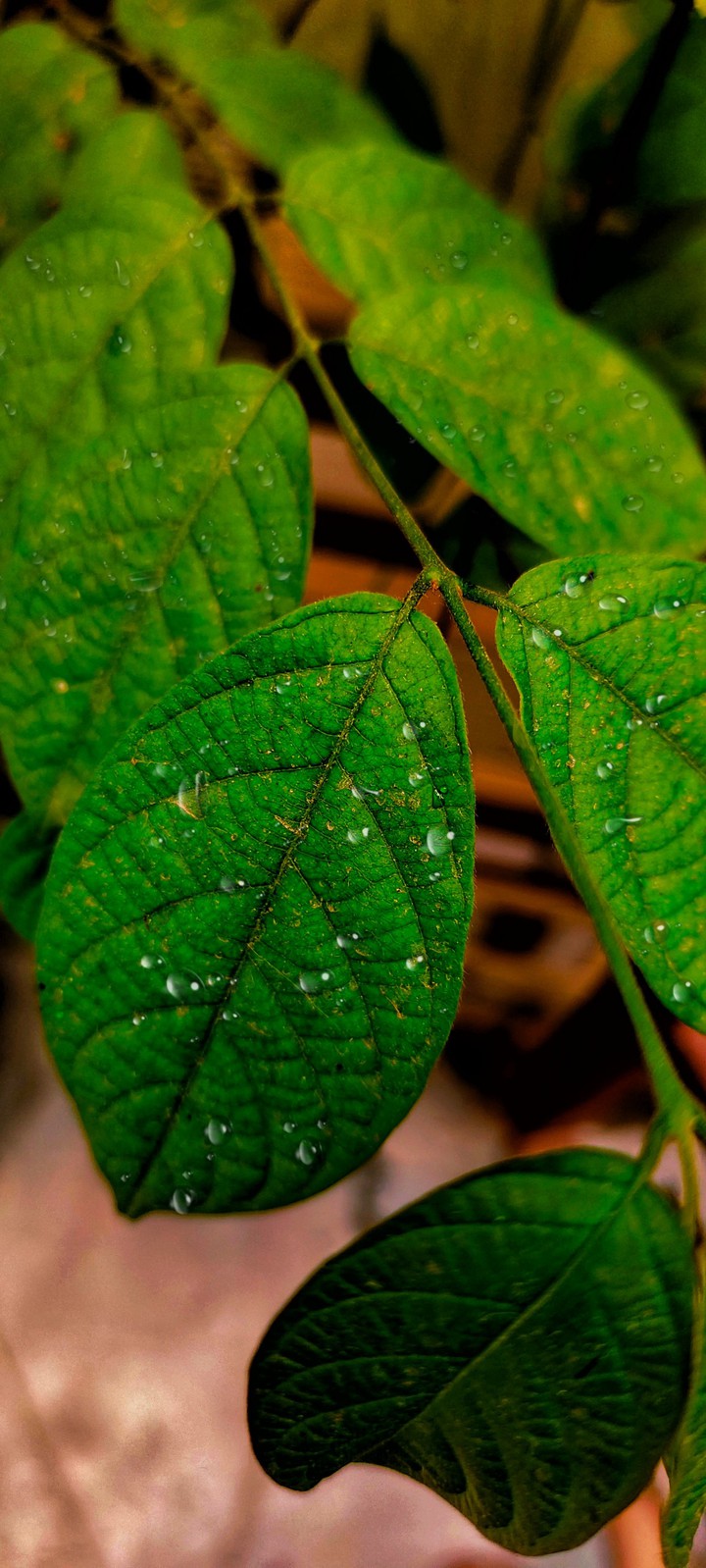 Leaf ? click by ilahi.Arsalan