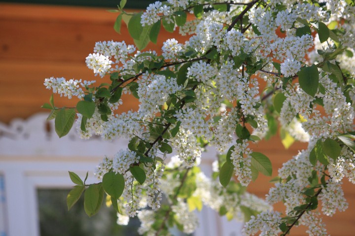 сирень