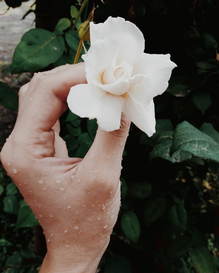 rose