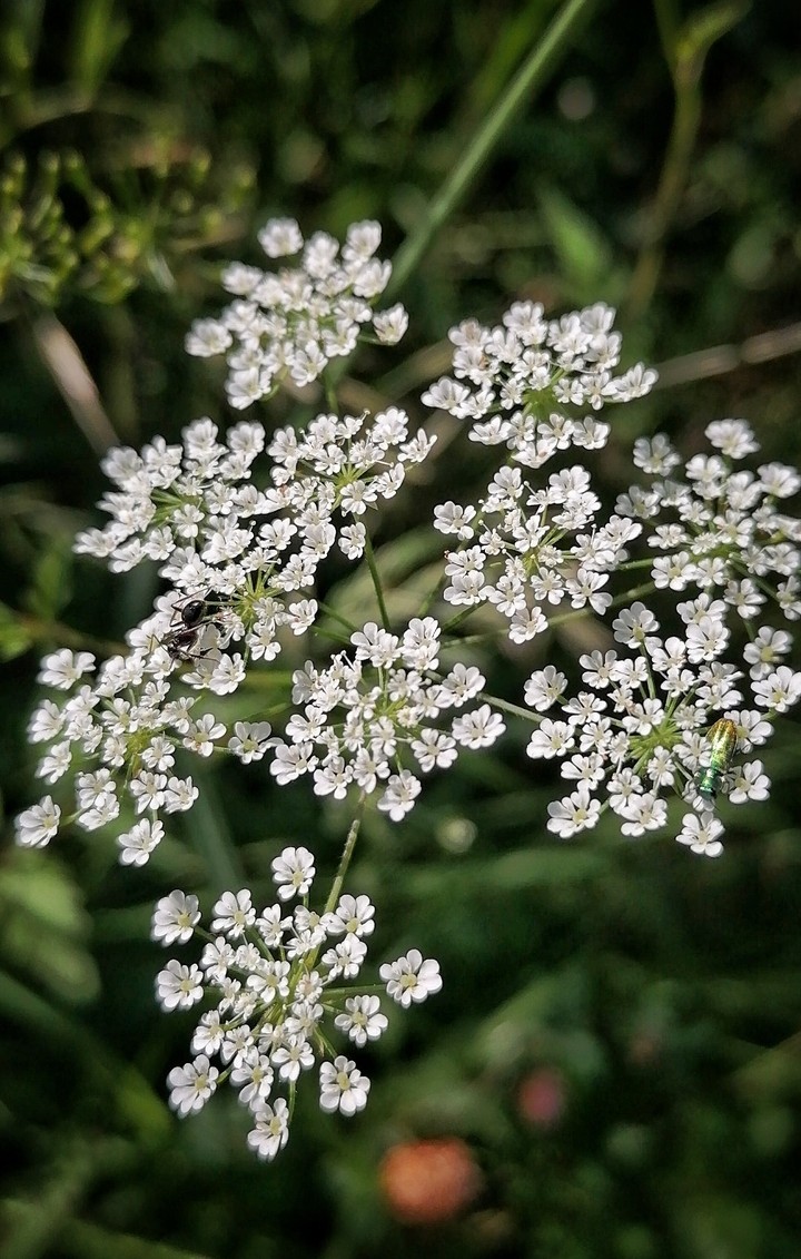ant on flowers