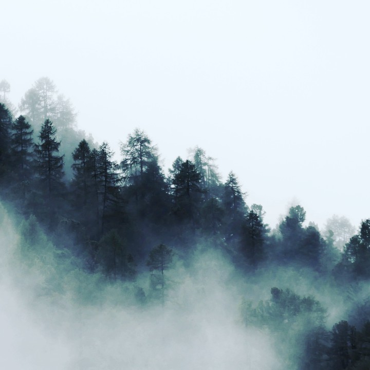 wood