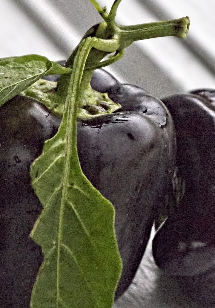 purple pepper