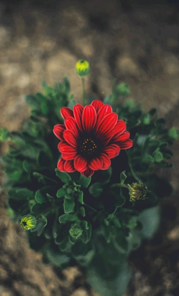 Blumen