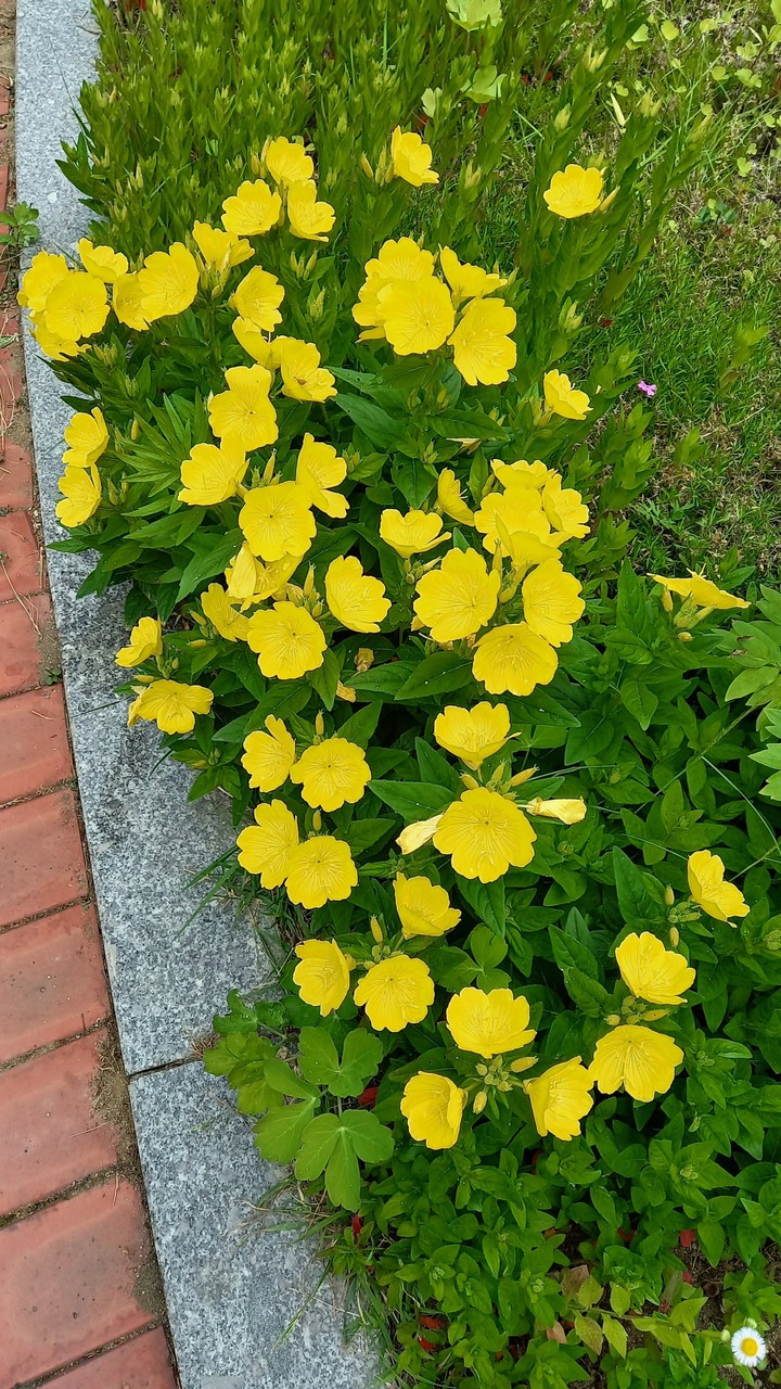 yellow.