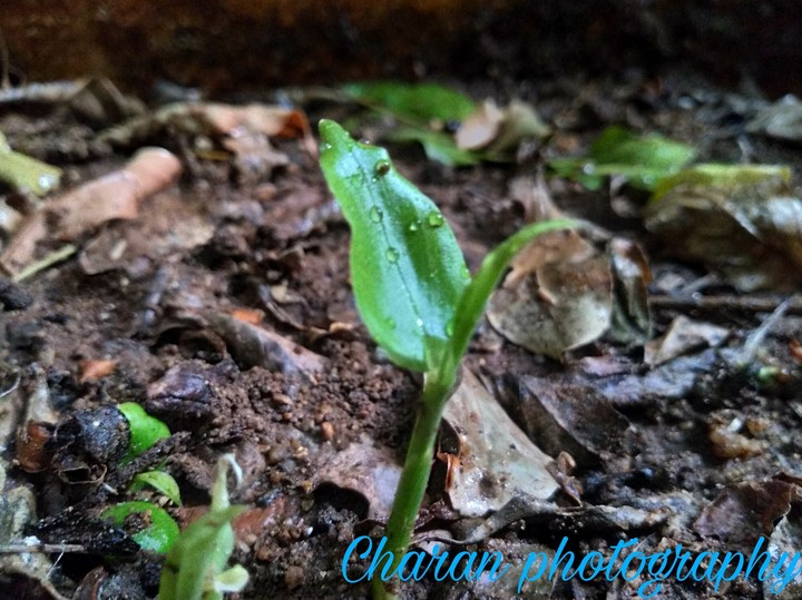 plant
