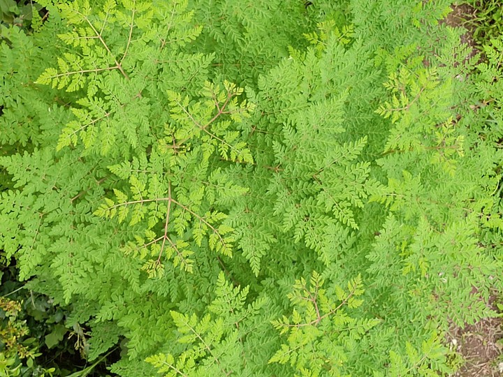 GREENERY ??
