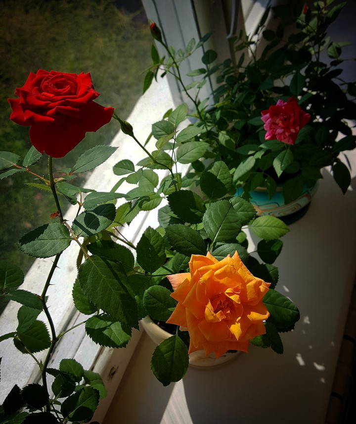 roses