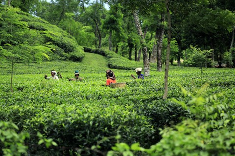 Beautiful Tea Garden Of Assam(My Place)