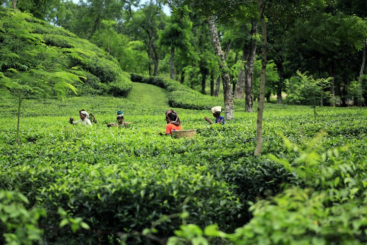 Beautiful Tea Garden Of Assam(My Place)