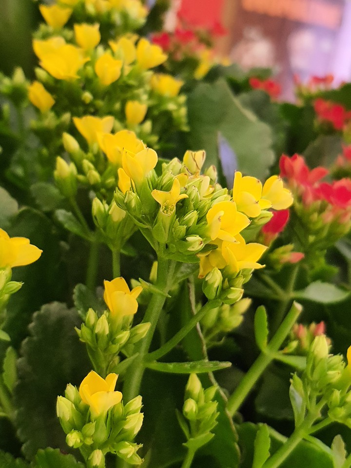 Yellow and Red Flowers