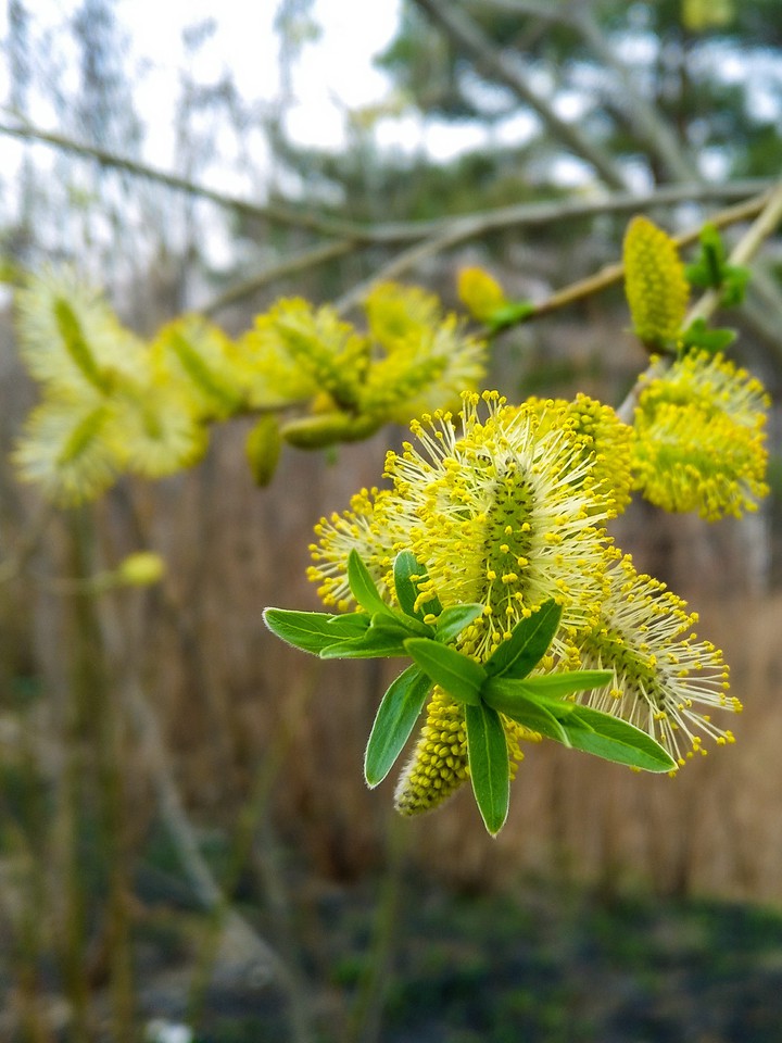 spring is coming
