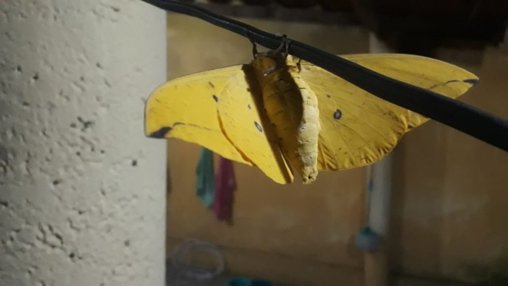 mariposa moth