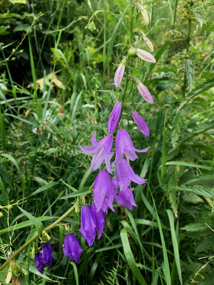 violet flower