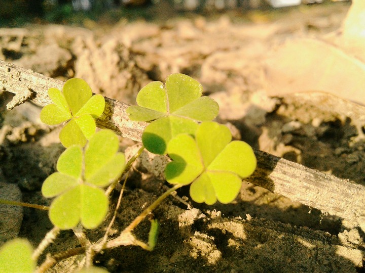 Growing
