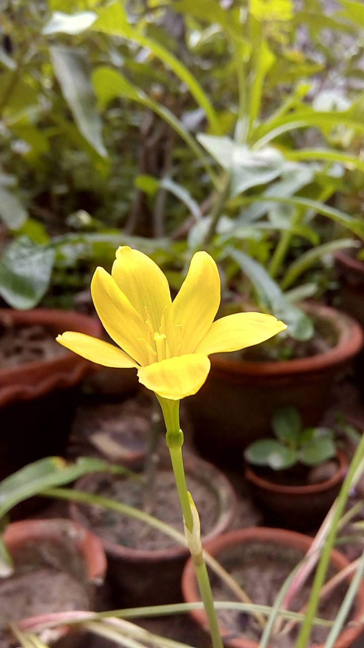 yellow flower
