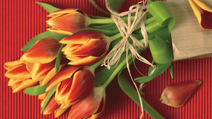 red orange tulips