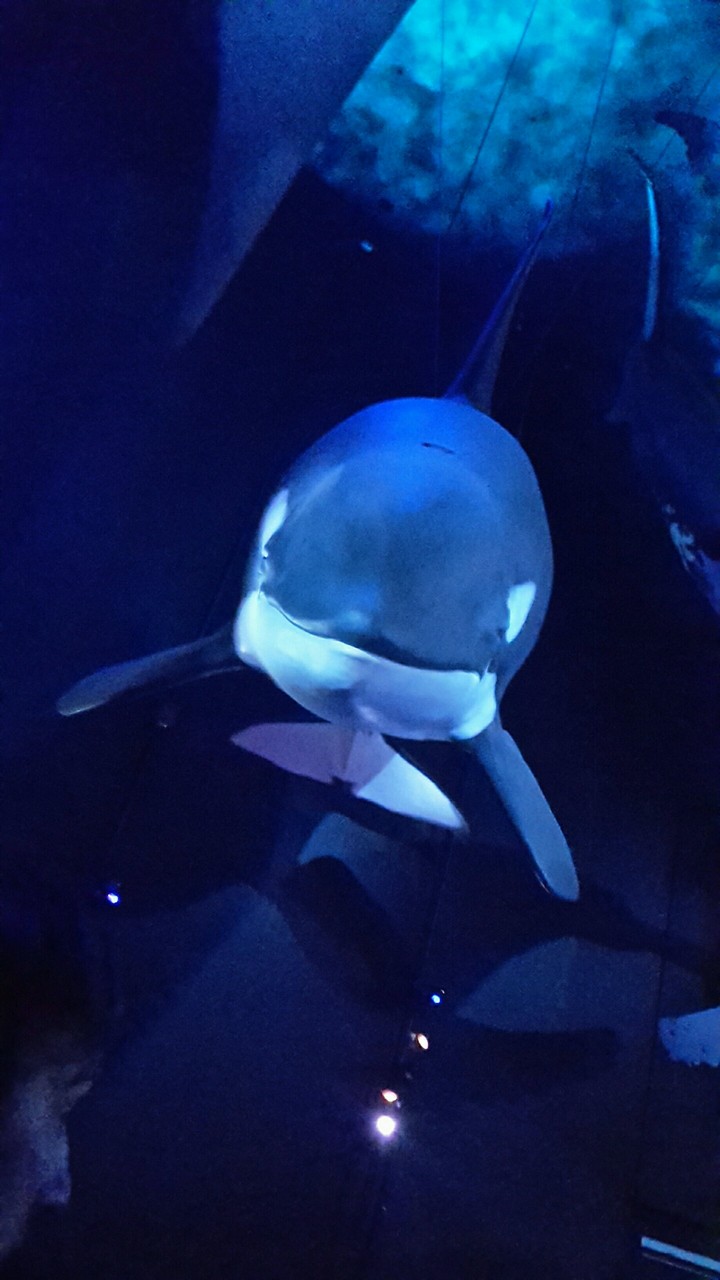 orca