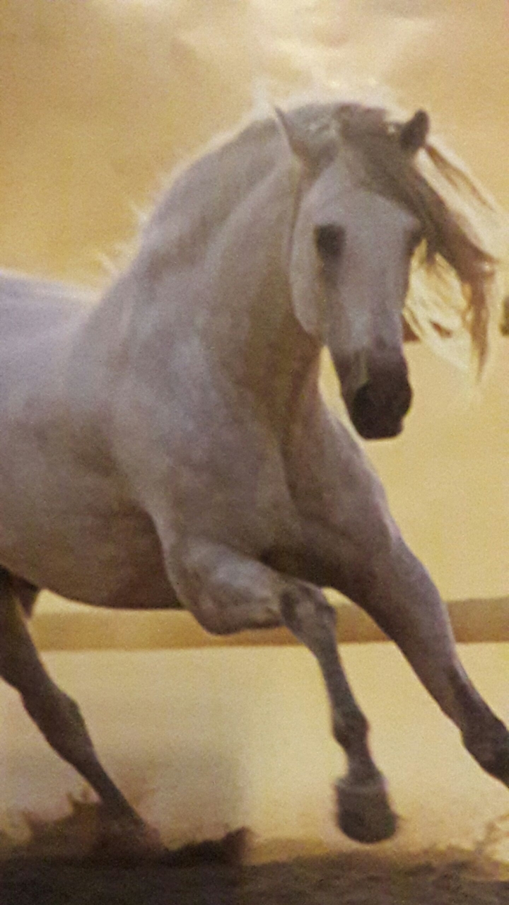 pferd