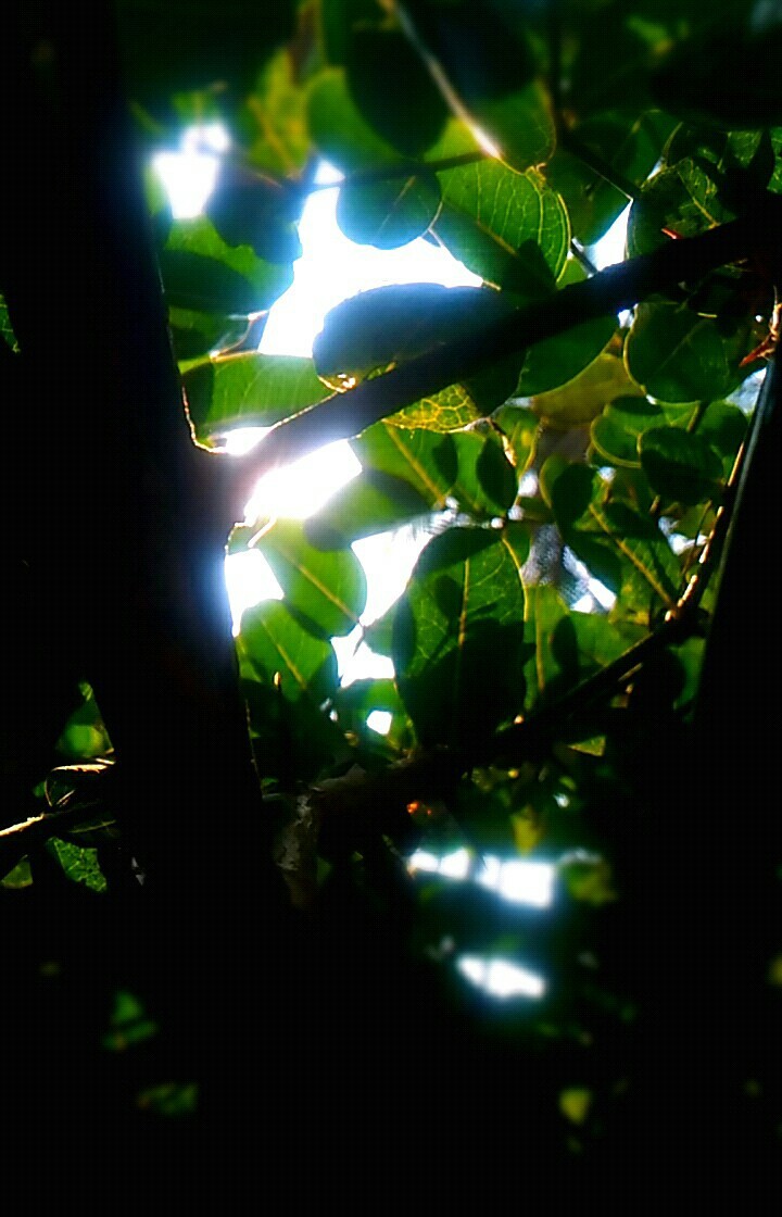 leafy sky