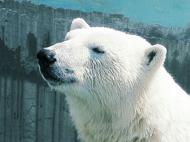 polar bear