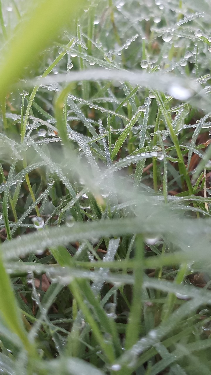 Green Grass