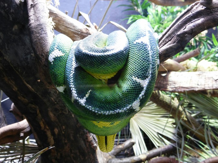 Green Snake