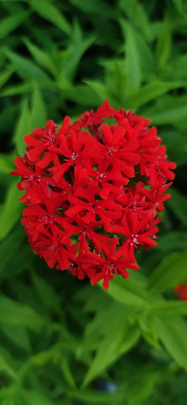 Lychnis chalcedonica
