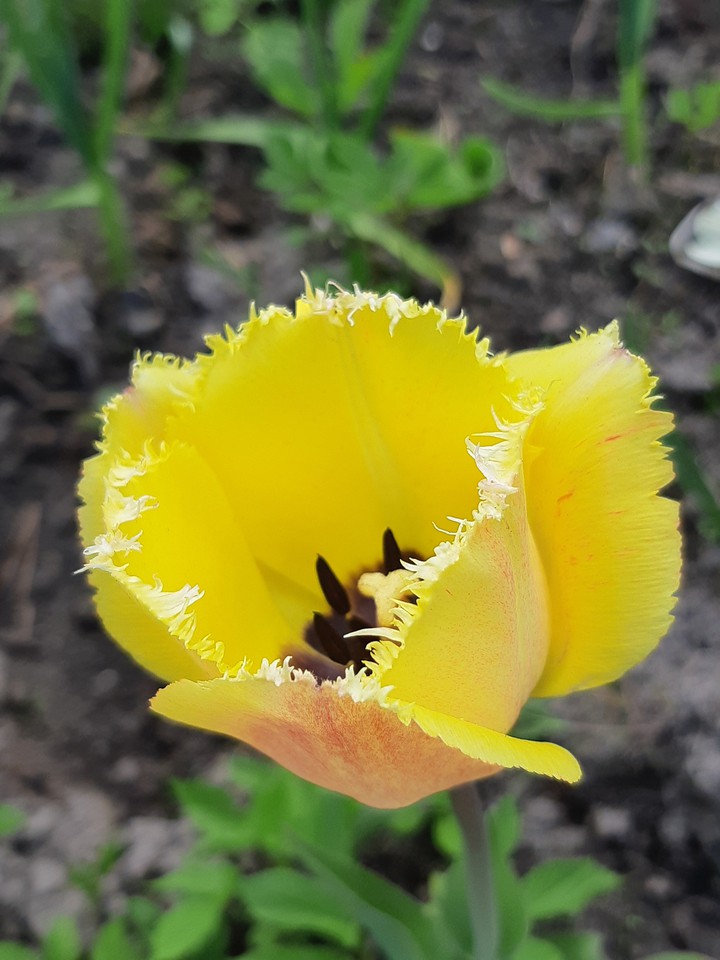 тюльпан