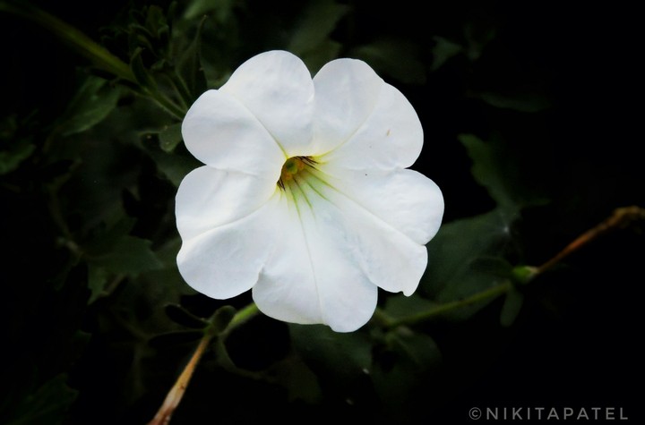 white flower