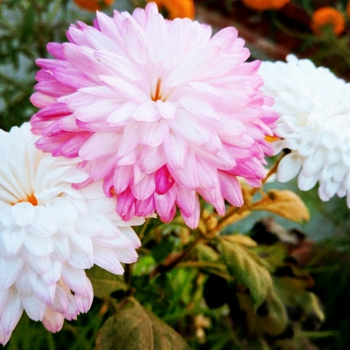 flowers