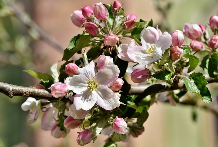 blossom