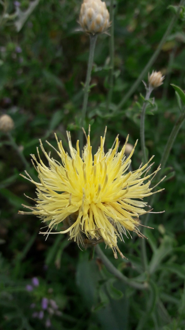 Wildflowers